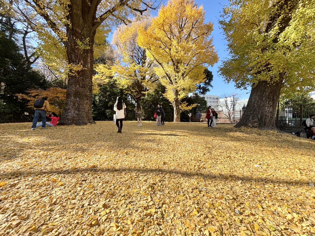 Shinjuku Gyoen National Garden, a beautiful park in Tokyo famous for cherry blossoms and seasonal scenery
