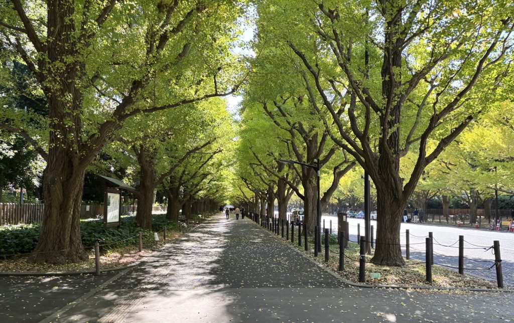 Autumn ginkgo tree avenue at Jingu Gaien, famous for its golden leaves in central Tokyo