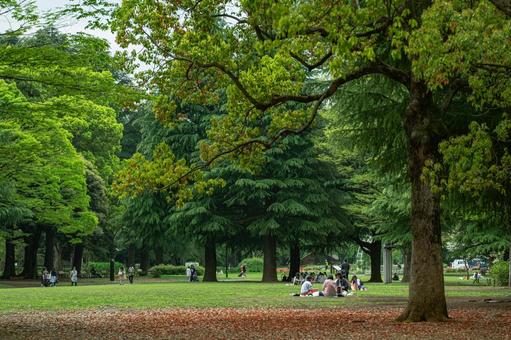 Yoyogi Park in Tokyo, a spacious green park popular for picnics, jogging, and cherry blossoms