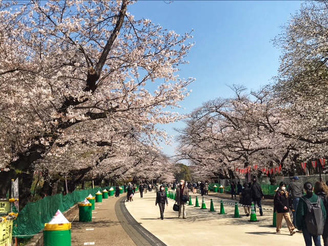 ueno park cherry blossom near sakura hotel nippori