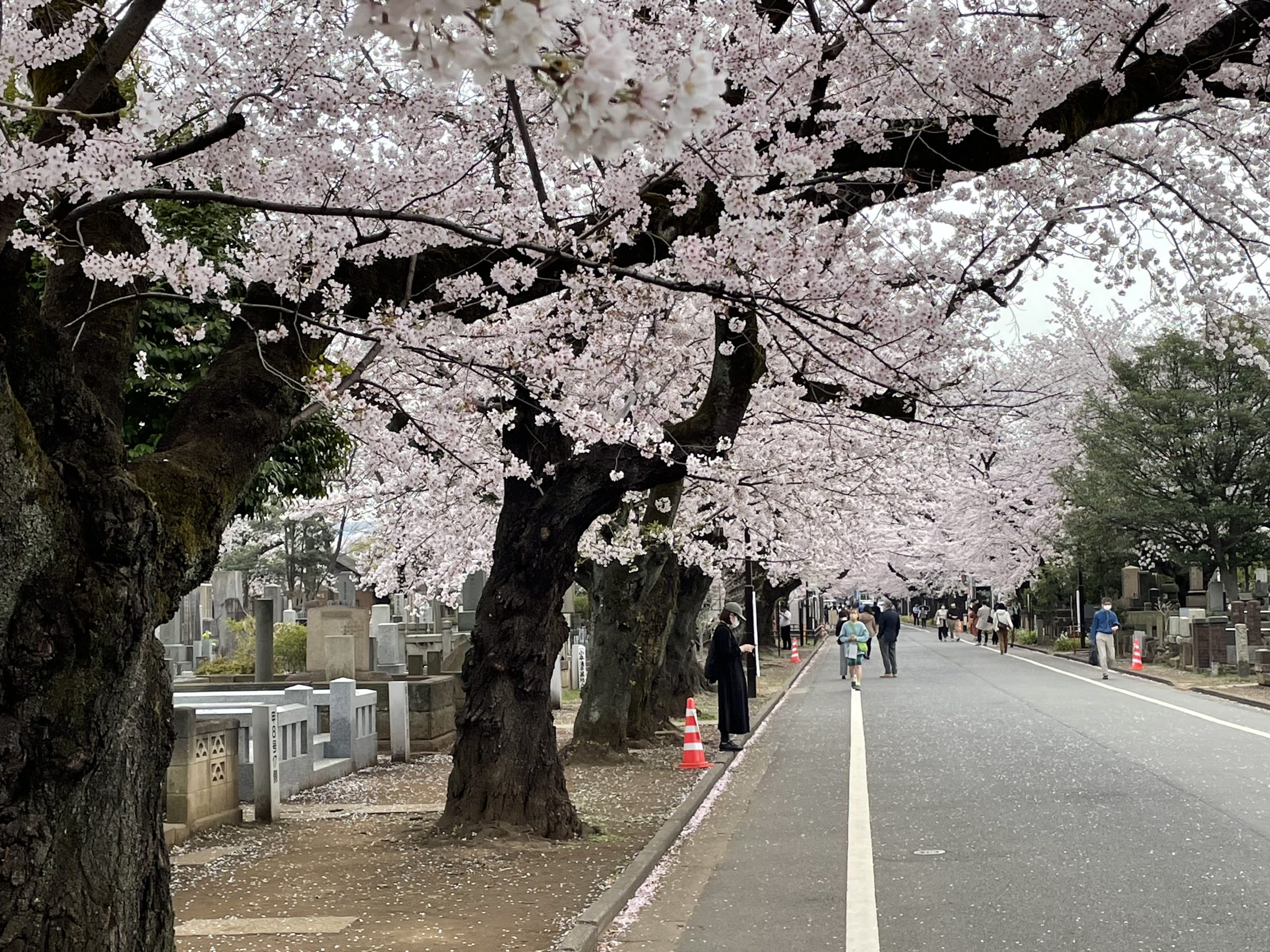 yanaka cemetery cherry blossom near sakura hotel nippori